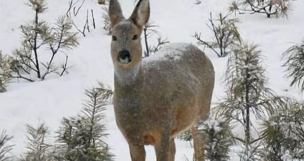 傻狍子是什么动物图片