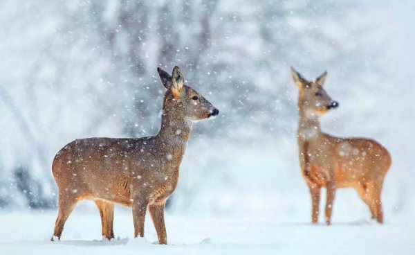 傻狍子是什么动物图片