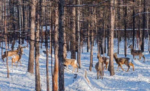 傻狍子是什么动物图片