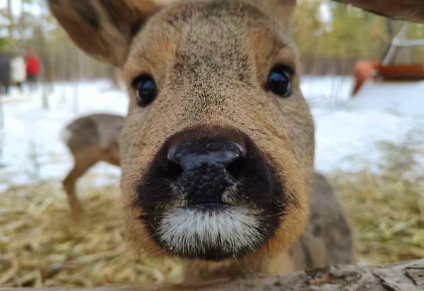 傻狍子是什么动物图片