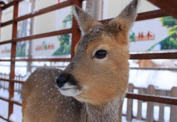 傻狍子是什么动物图片