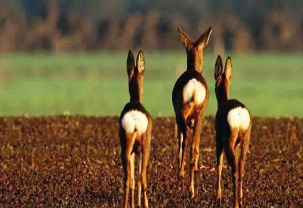 傻狍子是什么动物图片