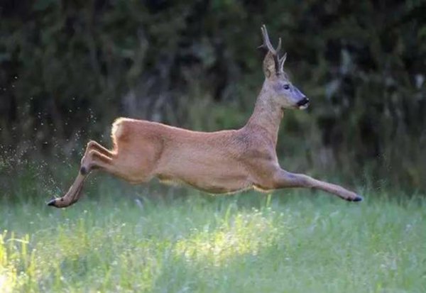 傻狍子是什么动物图片
