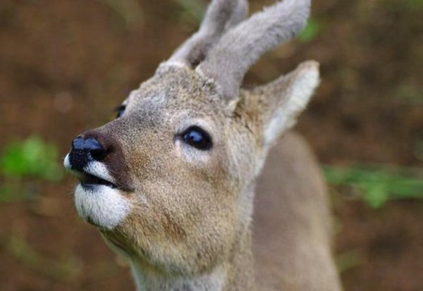 傻狍子是什么动物图片