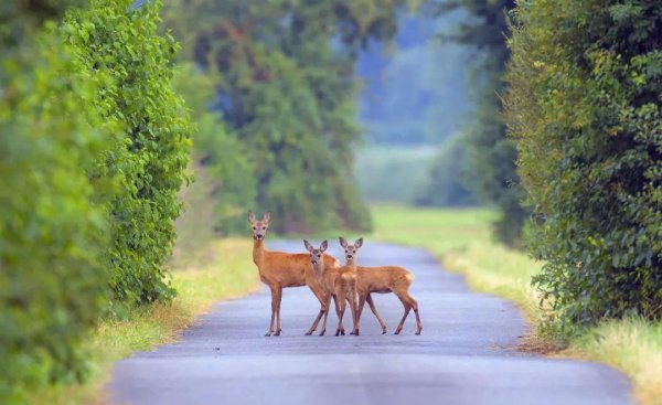 傻狍子是什么动物图片