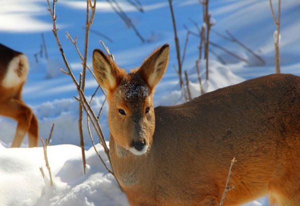 傻狍子是什么动物图片