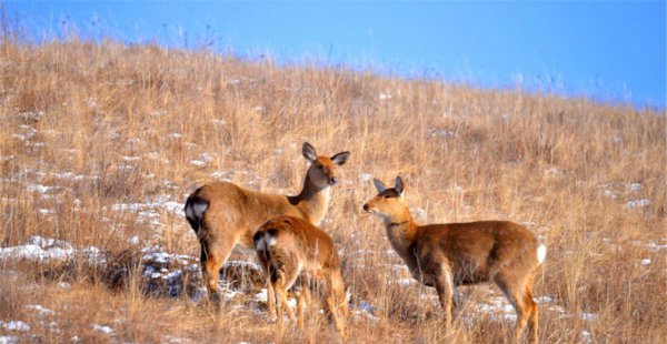傻狍子是什么动物图片
