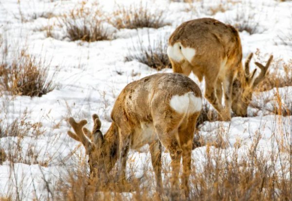 傻狍子是什么动物图片