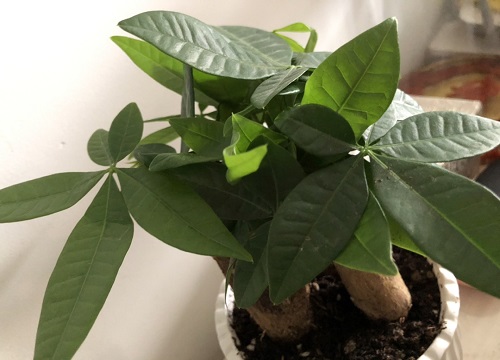 家中怎么养护发财树比较好