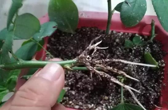 成活率最的月季扦插方法