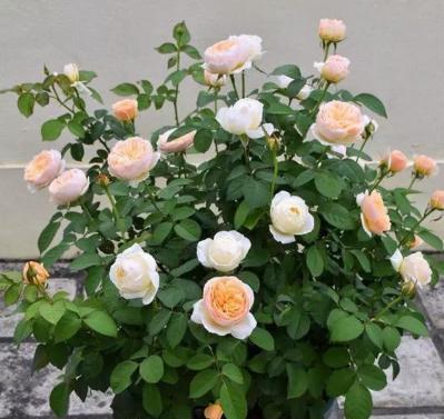 成活率最的月季扦插方法