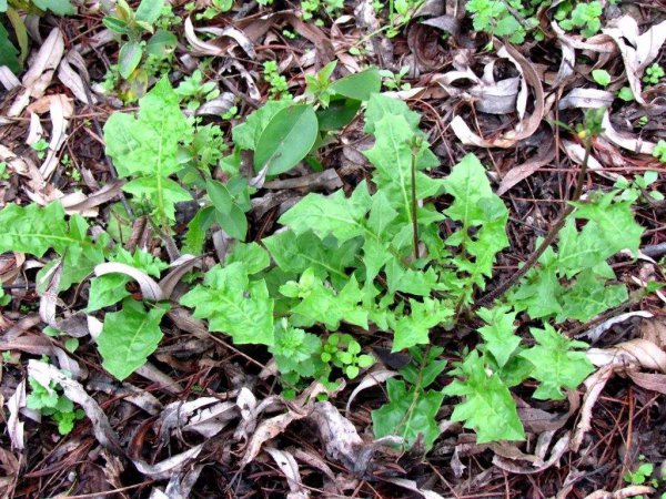 介绍农村十大野菜
