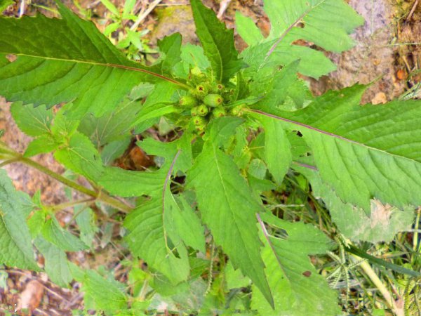 介绍农村十大野菜