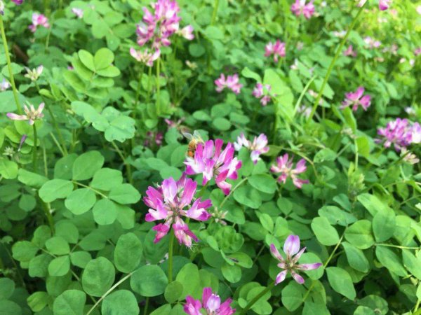 介绍农村十大野菜