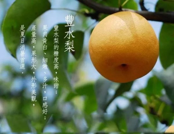 丰水梨和秋月梨的区别