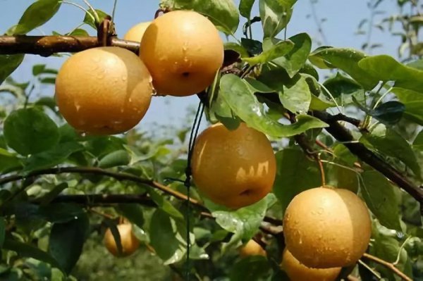 丰水梨和秋月梨的区别