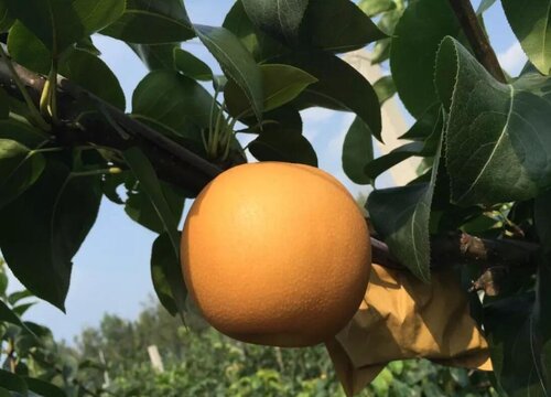 丰水梨和秋月梨的区别