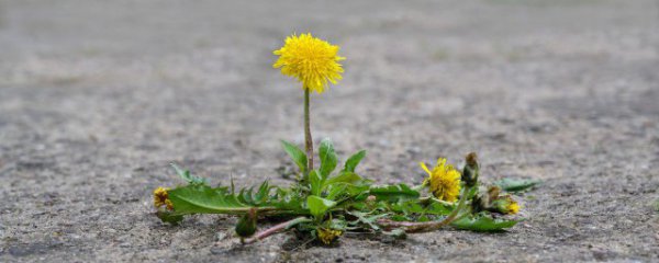 蒲公英怎么泡茶喝