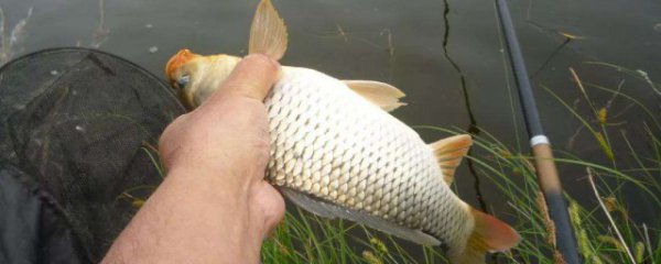 钓理鱼用什么饵料上鱼最快