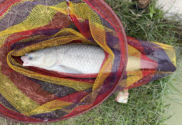 钓大鱼怎么调漂教程