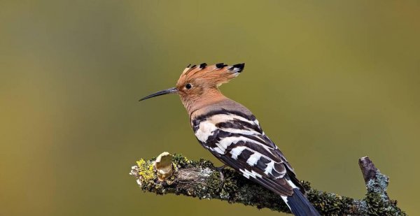 24节气中谷雨的来历和风俗介绍