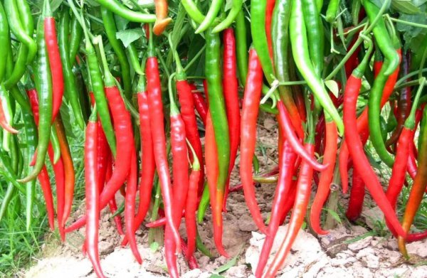 多年生蔬菜主要有哪些种类