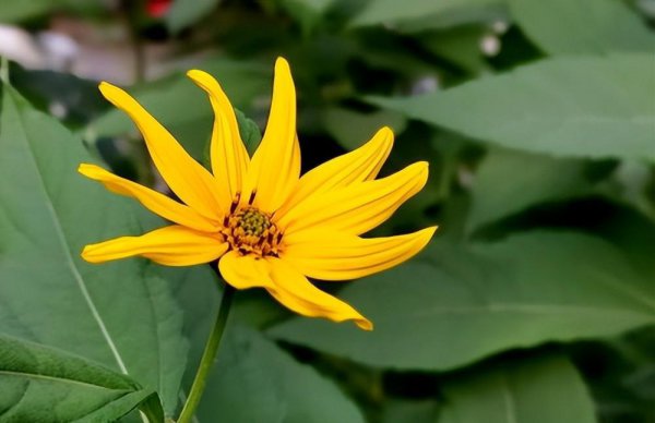 多年生蔬菜主要有哪些种类