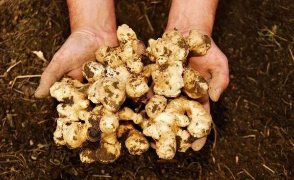 多年生蔬菜主要有哪些种类