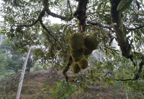 猫山王榴莲产地哪里