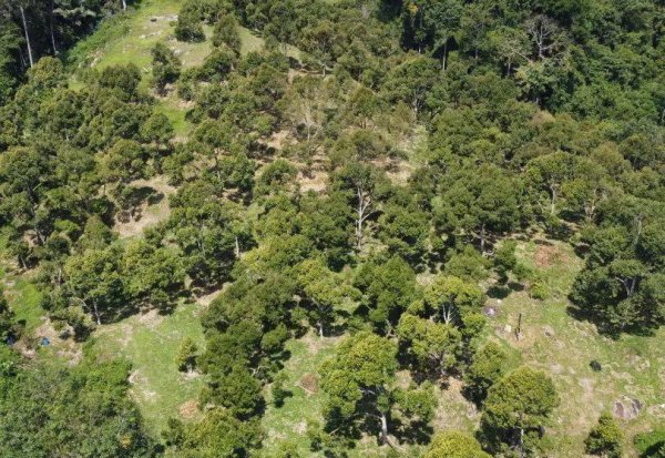 猫山王榴莲产地哪里