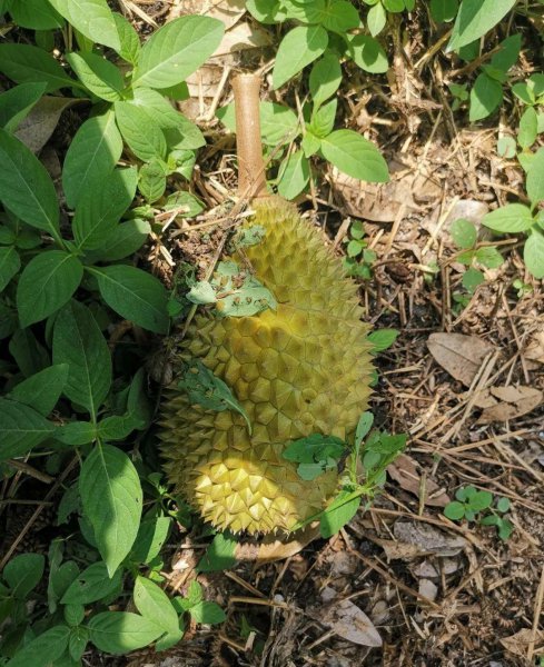 猫山王榴莲产地哪里