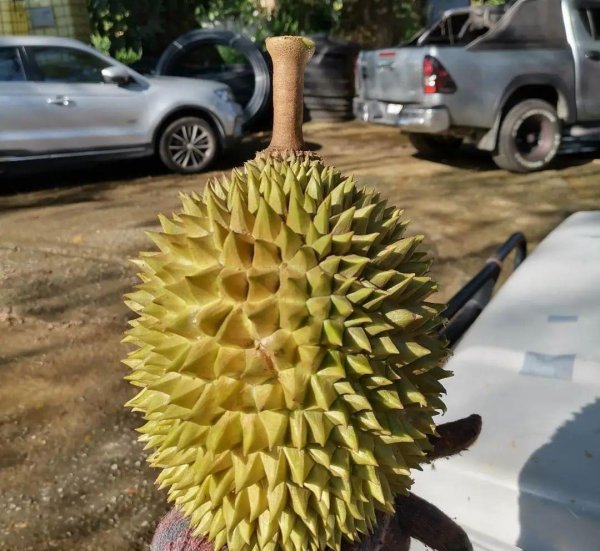 猫山王榴莲产地哪里