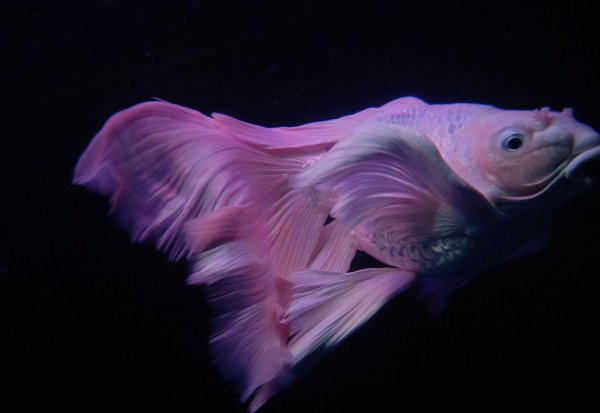 蝴蝶鲤鱼养殖方法