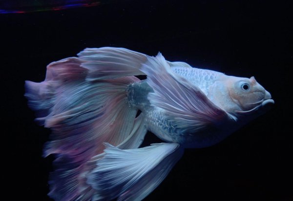 蝴蝶鲤鱼养殖方法