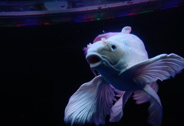 蝴蝶鲤鱼养殖方法