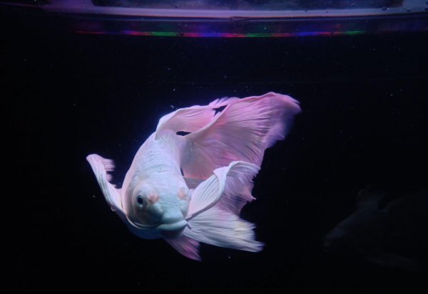 蝴蝶鲤鱼养殖方法