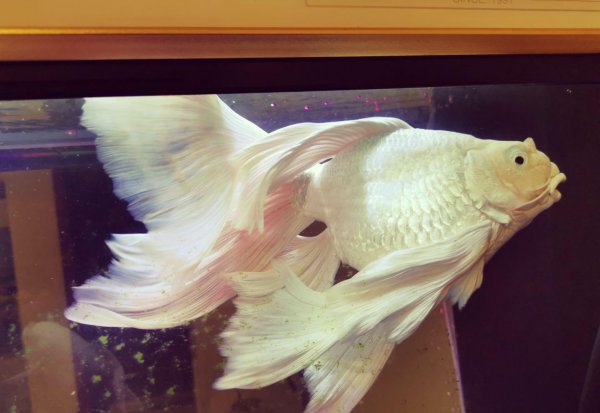 蝴蝶鲤鱼养殖方法