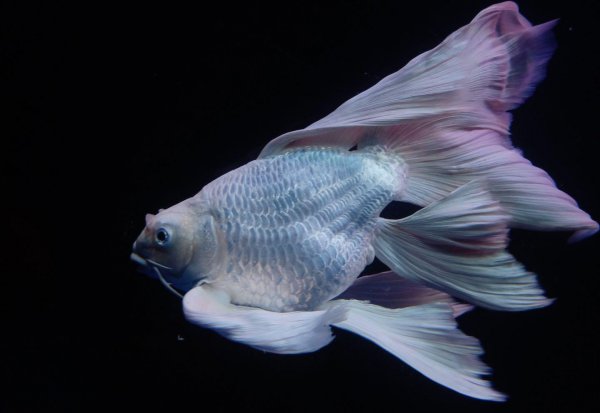 蝴蝶鲤鱼养殖方法