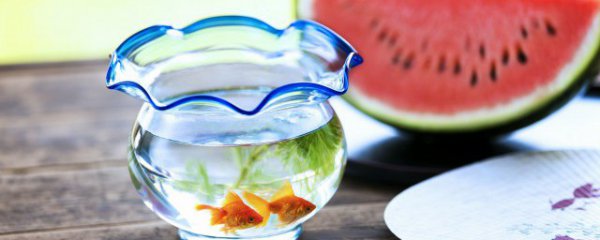 鱼缸多久全部清洗一次