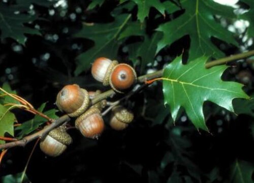 橡树的果实能吃吗