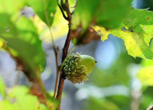 橡树的果实能吃吗