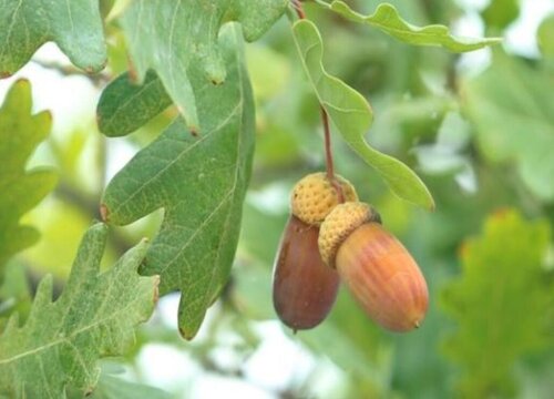 橡树的果实能吃吗
