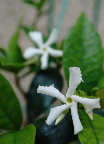 风车茉莉有毒为什么还养