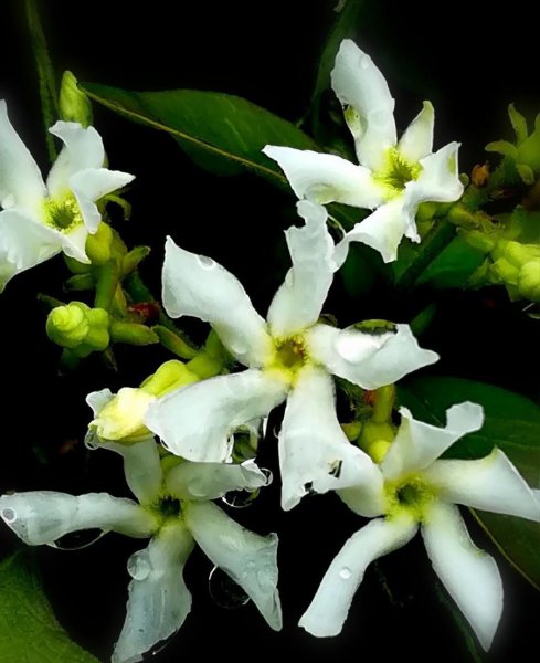 风车茉莉有毒为什么还养