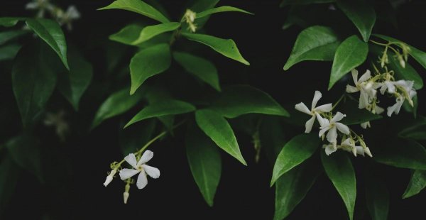 风车茉莉有毒为什么还养