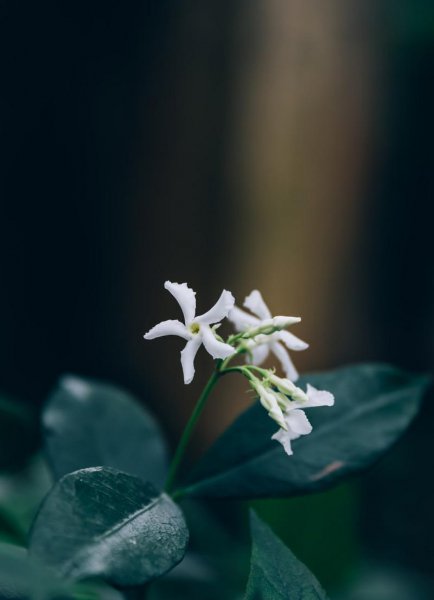 风车茉莉有毒为什么还养