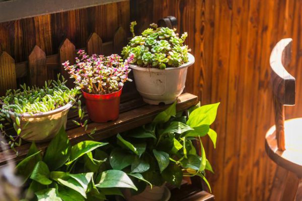 多肉夏天怕晒太阳吗