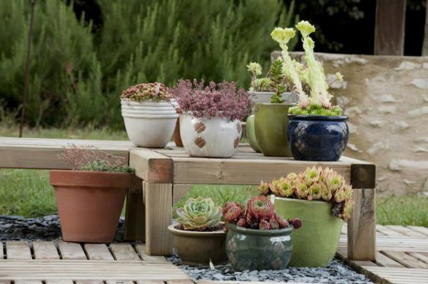 多肉夏天怕晒太阳吗