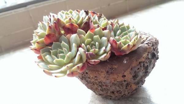 多肉夏天怕晒太阳吗