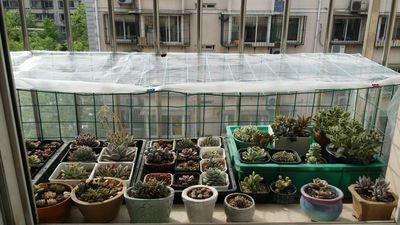 多肉夏天怕晒太阳吗